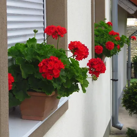 Kővirág Apartman *