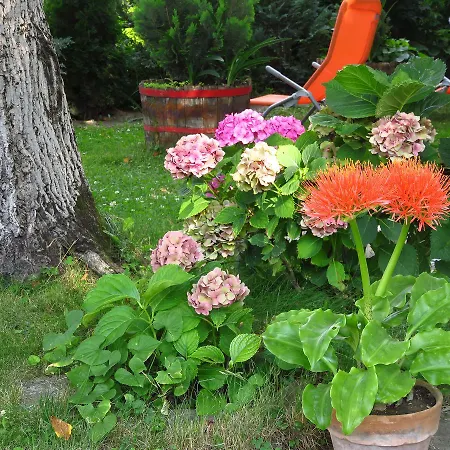 Апартаменты Kovirag *