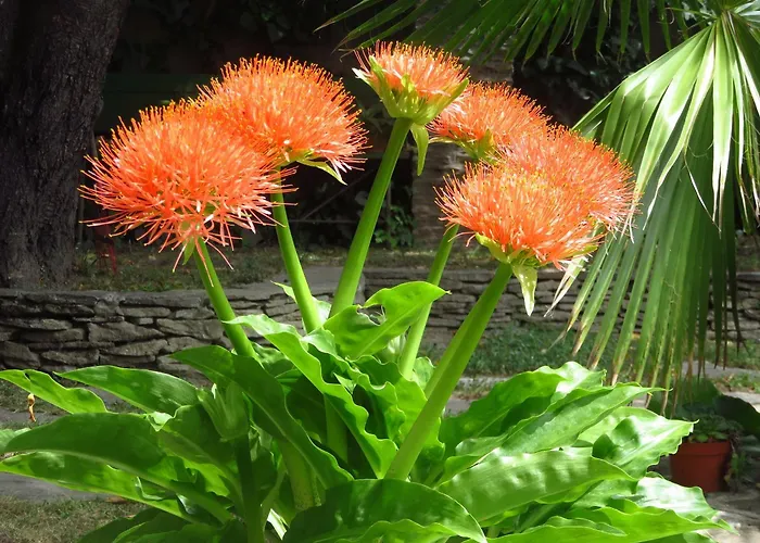 Appartement Kovirag *